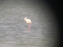 Phoenicopterus roseus