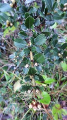 Ceanothus gloriosus gloriosus