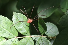 Leiobunum ventricosum