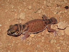 Nephrurus levis occidentalis