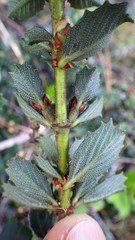 Ceanothus gloriosus gloriosus