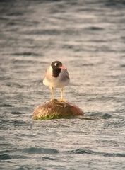 Ichthyaetus leucophthalmus