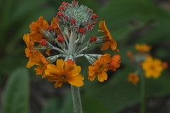 Primula bulleyana