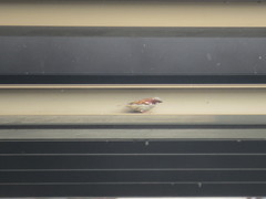 Passer domesticus