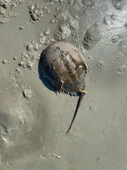 Limulus