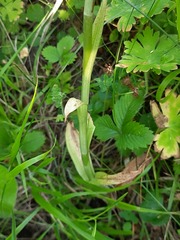 Himantoglossum formosum