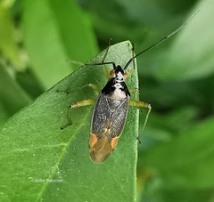 Closterotomus trivialis