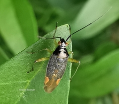 Closterotomus trivialis