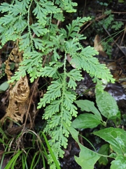 Selaginella moellendorffii