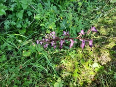 Himantoglossum formosum