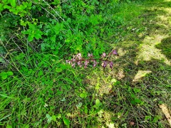 Himantoglossum formosum