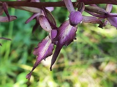 Himantoglossum formosum