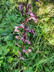 Himantoglossum formosum