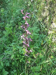Himantoglossum formosum