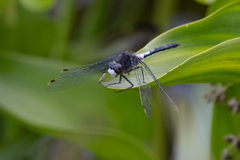 Leucorrhinia frigida
