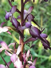 Himantoglossum formosum