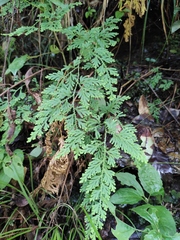 Selaginella moellendorffii