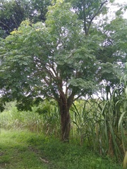 Pseudosamanea guachapele