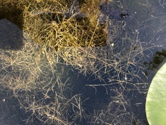 Potamogeton foliosus