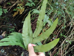 Menisciopsis penangiana