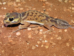Nephrurus levis occidentalis