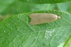 Acompsia cinerella