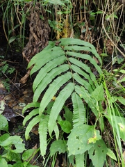 Menisciopsis penangiana