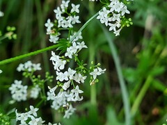 Galium pseudorivale