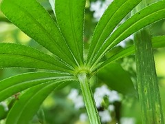 Galium pseudorivale