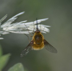 Bombylius posticus