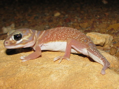 Nephrurus levis occidentalis