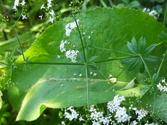 Galium pseudorivale