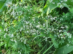 Galium pseudorivale
