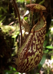 Nepenthes spectabilis