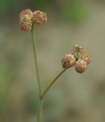 Rumia crithmifolia