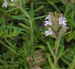 Thymus callieri