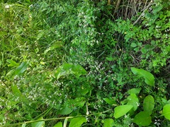 Galium pseudorivale