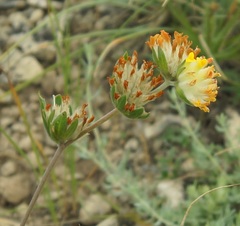 Anthyllis vulneraria boissieri