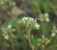 Minuartia glomerata