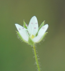 Arenaria leptoclados