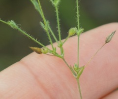 Arenaria leptoclados