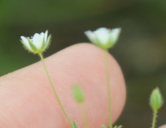 Arenaria leptoclados