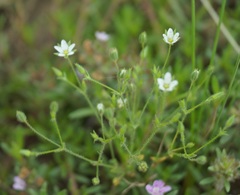Arenaria leptoclados