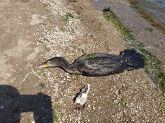 Phalacrocorax carbo