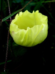 Cienfuegosia drummondii