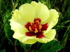 Cienfuegosia drummondii