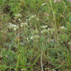 Minuartia glomerata