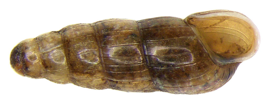 Acicula lineata lineata