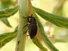 Baris artemisiae