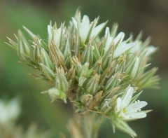 Minuartia glomerata